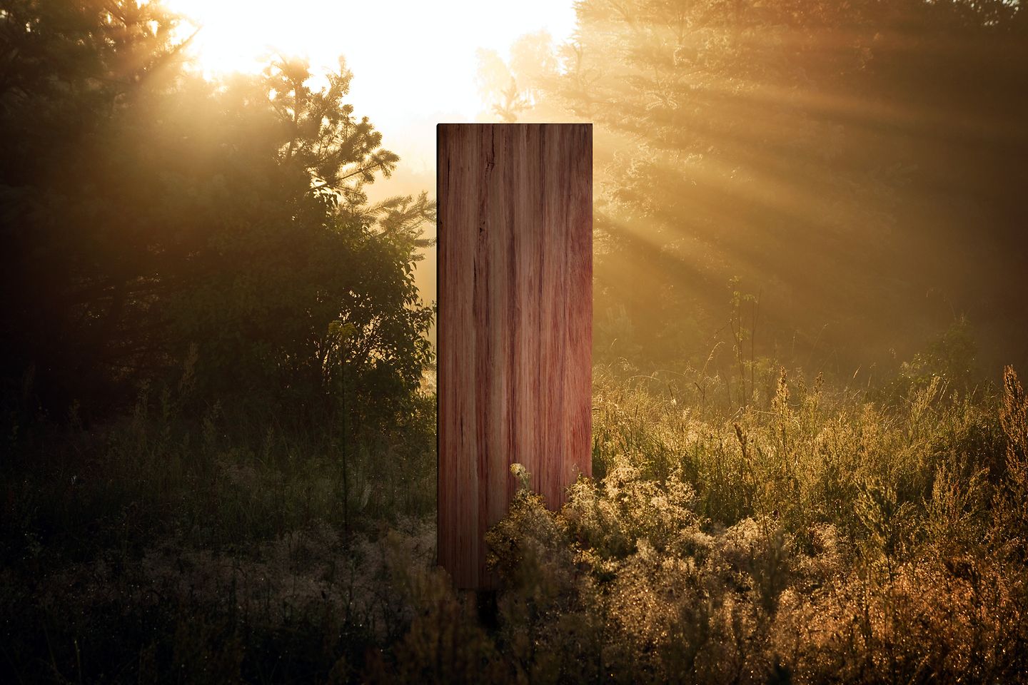 A wooden board in a forest environment is illuminated